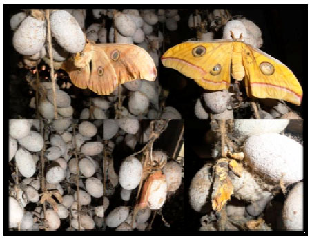 Image for - Evaluation of Antheraea mylitta Cocoons Preservation for Synchronize Seed Production Through Eco-tasar-friendly Technique