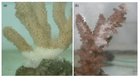 Image for - Causative Agents of White Band Disease From Culturable Bacterial Community Associated with Healthy and Diseased Corals Acropora humilis and Acropora tortuosa from Karimunjawa Islands, Indonesia
