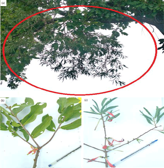Image for - Loranthaceae Species Infesting Shea Trees (Vitellaria paradoxa Gaertn. C.F.) and Factors Involving Attacks in Northern Côte D'Ivoire