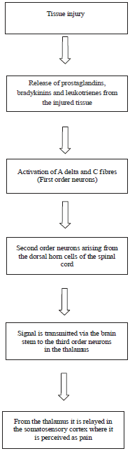 Image for - Pain Pathways and Effect of Low Level Laser Therapy on Pain During Fixed Orthodontic Treatment-an Overview