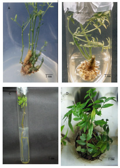 Image for - Adventitious Shoots Regeneration from Root and Stem Explants of Eurycoma longifolia Jack - An Important Tropical Medicinal Plants