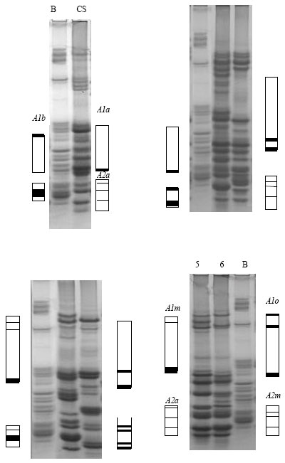 Image for - Allelic Identification and Genetic Diversity at Gli-A1 and Gli-A2 Loci in Einkorn Wheat