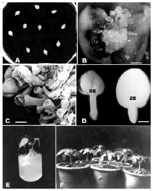 Image for - Influence of Phytohormones, Culture Conditions and Ethylene Antagonists on Somatic Embryo Maturation and Plant Regeneration in Papaya
