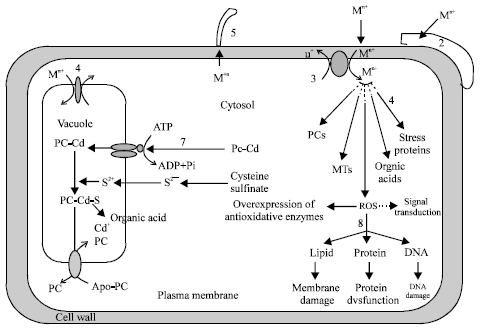 Image for - Heavy Metal Uptake and Detoxification Mechanisms in Plants