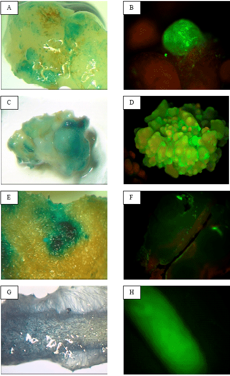 Image for - Enhanced Tolerance Against a Fungal Pathogen, Fusarium oxysporum f.sp. cubense (Race 1) in Transgenic Silk Banana