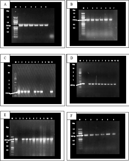 Image for - Enhanced Tolerance Against a Fungal Pathogen, Fusarium oxysporum f.sp. cubense (Race 1) in Transgenic Silk Banana