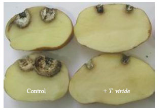 Image for - Effect of Two Trichoderma species on Severity of Potato Tuber Dry Rot Caused by Tunisian Fusarium Complex