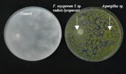 Image for - In vitro and in vivo Suppression of Fusaruim oxysporum f. sp. radicis-lycopersici the Causal Agent of Fusarium Crown and Root Rot of Tomato by Some Compost Fungi