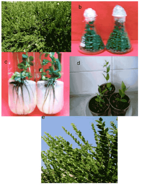 Image for - Effect of Different Growth Regulators and Source of Carbohydrates on in and ex vitro Rooting of Iranian Myrtle