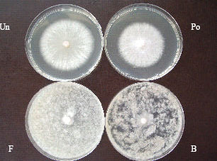 Image for - In vitro and in vivo Evaluation of Some Biofungicides for Potato Fusarium Wilt Biocontrol
