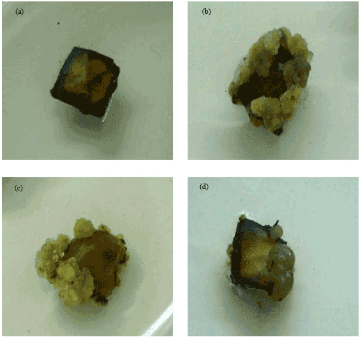 Image for - Callus Induction from Leaf Explants of Ficus deltoidea Jack