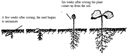 Image for - The Effect of Soil Compaction Levels on Germination and Biometric Characteristics of Coffee (Coffee arabica) Seedlings in the Nursery