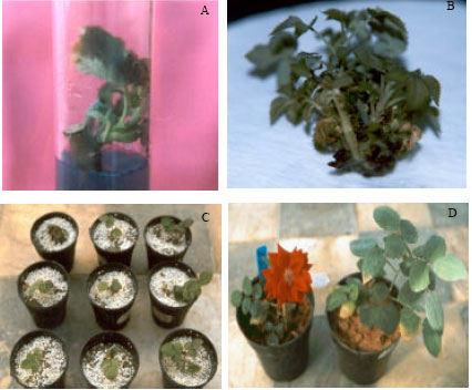 Image for - Optimization of Factors Affecting in vitro Proliferation and Rooting of Rosa hybrida L. cv. ‘Rafaela’