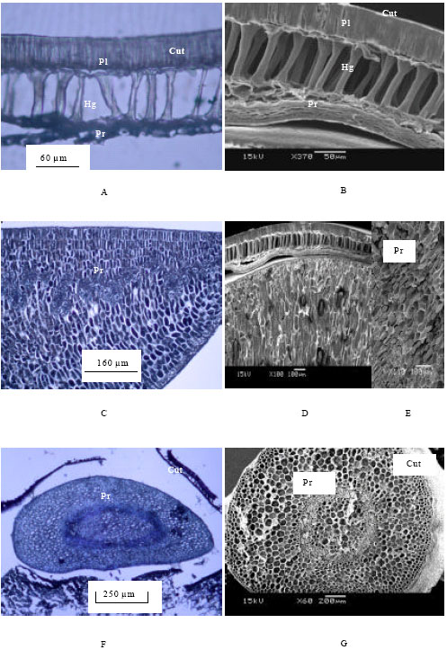 Image for - Detection of Seed-Borne Fungi and Site of Infection by Colletotrichum truncatum in Naturally-Infected Soybean Seeds