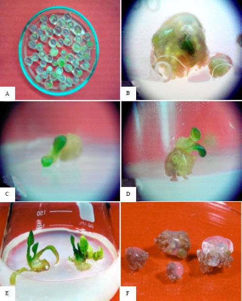 Image for - Production of Synthetic Seed by Encapsulating Asexual Embryo in Eggplant (Solanum melongena L.)