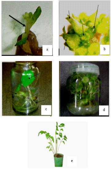 Image for - Shoot Regeneration via Direct Organogenesis from Leaf Segments of Valerian (Valerina officinalis L.)