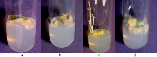 Image for - In vitro Morphogenic Responses of Different Explants of Stevia (Stevia rebaudiana Bert.)