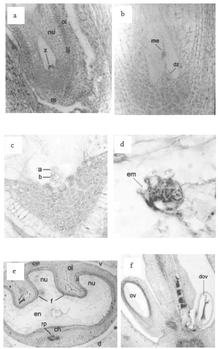 Image for - The Effect of GA3 and CCC on Ovule and Seed Development In Kabuguyufka (Vitis vinifera L.)