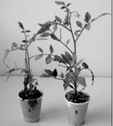 Image for - Fusarium Crown and Root Rot of Tomato and its Chemical Control