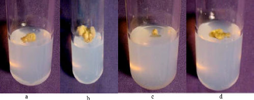 Image for - In vitro Morphogenic Responses of Different Explants of Stevia (Stevia rebaudiana Bert.)