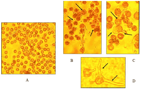 Image for - Adverse Effects of Insecticidal Sprays on Bloom Onset, Pollen Germination and Fruit Set of Three Olive Cultivars