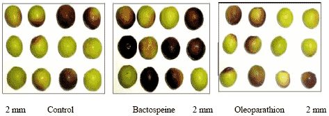 Image for - Adverse Effects of Insecticidal Sprays on Bloom Onset, Pollen Germination and Fruit Set of Three Olive Cultivars