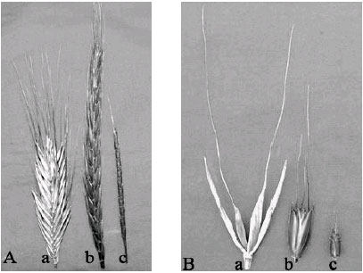 Image for - A New Synthesized 6x-Wheats, Derived from Dwarfing Polish Wheat (Triticum polonicum L.) and Aegilops tauschii Cosson