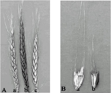 Image for - A New Synthesized 6x-Wheats, Derived from Dwarfing Polish Wheat (Triticum polonicum L.) and Aegilops tauschii Cosson