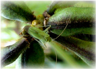 Image for - Potential for Pheromone Based Attract-and-Kill and Mating Disruption of the Green Mirid, Creontiades dilutus (Stål) (Hemiptera: Miridae)
