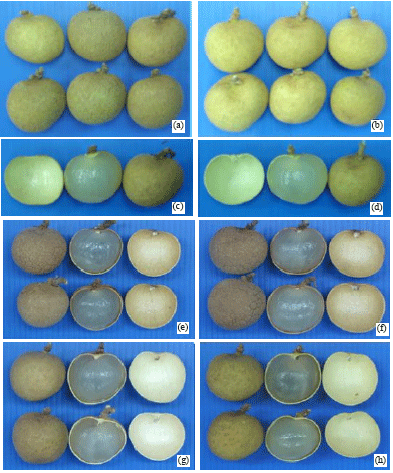 Image for - Minimally of Polyphenol Oxidase Activity and Controlling of Rotting and Browning of Longan Fruits cv. DAW by SO2 Treatment under Cold Storage Conditions