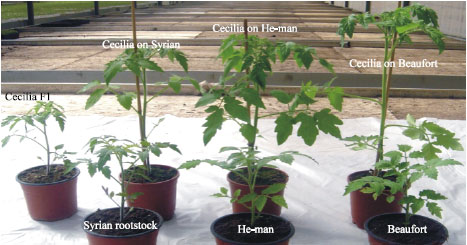 Image for - The Role of Grafting Tomato and Watermelon on Different Rootstocks on Their  Chemical Contents
