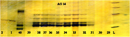 Image for - Studying of Genetic Diversity in Satsuma (Citrus unshiu) Mandarin Utilizing Microsatellite Markers