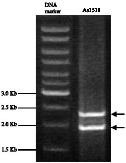 Image for - Isolation and Characterization of A Novel Glu-Bx HMW-GS Allele from Tibet Bread Wheat Landrace