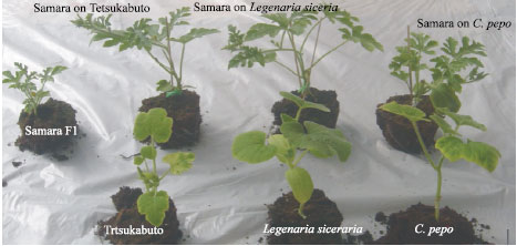 Image for - The Role of Grafting Tomato and Watermelon on Different Rootstocks on Their  Chemical Contents