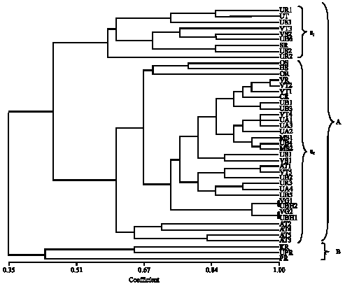 Image for - Studying of Genetic Diversity in Satsuma (Citrus unshiu) Mandarin Utilizing Microsatellite Markers