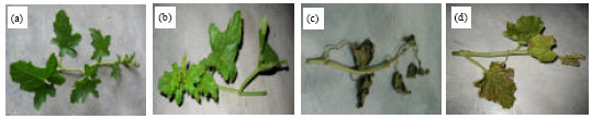 Image for - The Sensitivity of Plant Tissue Culture and Plant cell of Citrullus lanatus cv. Round Dragon Against BASTA®