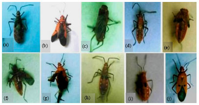 Image for - Neem Based Insecticides Interaction with Development and Fecundity of Red Cotton Bug, Dysdercus cingulatus Fab.