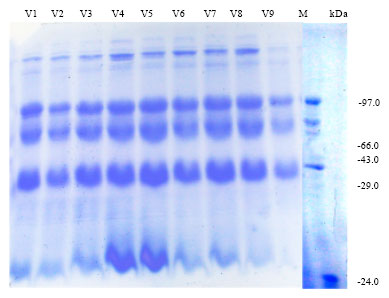 Image for - SDS PAGE Electrophoresis in Mustard Cultivars