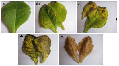 Image for - Agrobacterium tumefaciens-infection Strategies for Greater Transgenic Recovery in Nicotiana tabacum cv. TAPM26