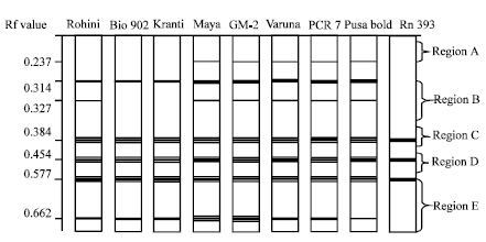 Image for - SDS PAGE Electrophoresis in Mustard Cultivars