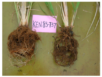 Image for - Cultivar Resistance of Sugarcane and Effects of Heat Application on Nematodes in Kenya