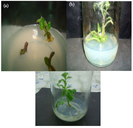 Image for - Agrobacterium-mediated Transformation of Tomato Plants Expressing Defensin Gene