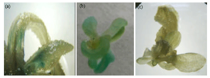 Image for - Agrobacterium tumefaciens-infection Strategies for Greater Transgenic Recovery in Nicotiana tabacum cv. TAPM26