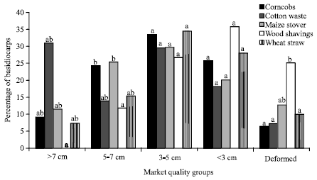 Image for - Evaluation of Substrate Productivity and Market Quality of Oyster Mushroom (Pleurotus ostreatus) Grown on Different Substrates