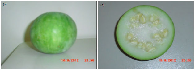 Image for - Physical and Mechanical Properties of “Egusi” Melon (Citrullus colocynthis lanatus var. lanatus) Fruit