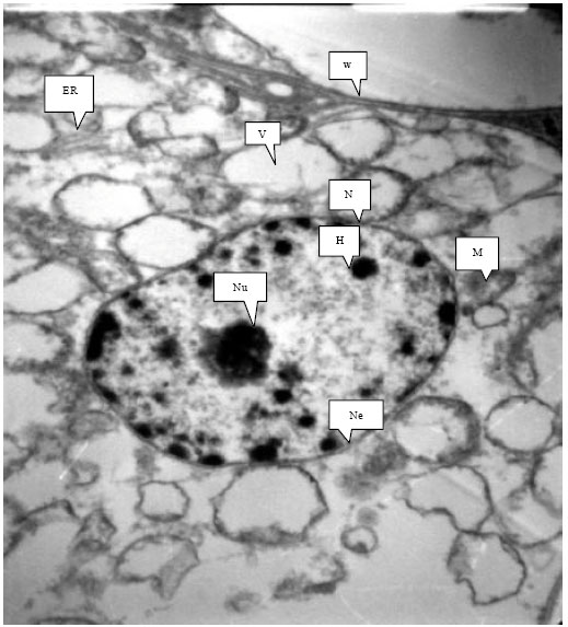Image for - Cytogenetic and Ultra Structural Effects of Narcissus tazetta Extract  on Root Meristem Cells of Vicia faba L.