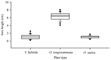 Image for - Hybridization Potential between Cultivated Rice Oryza sativa and African Wild Rice Oryza longistaminata