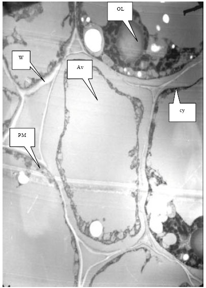 Image for - Cytogenetic and Ultra Structural Effects of Narcissus tazetta Extract  on Root Meristem Cells of Vicia faba L.