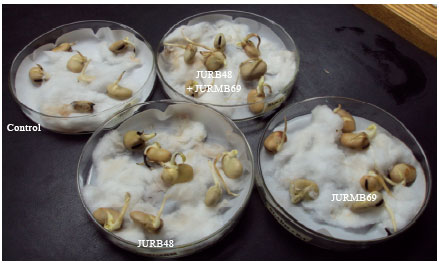 Image for - Effect of Phosphate Solubilizing Bacteria on Seed Germination and Seedling Growth of Faba Bean (Vicia faba L.)