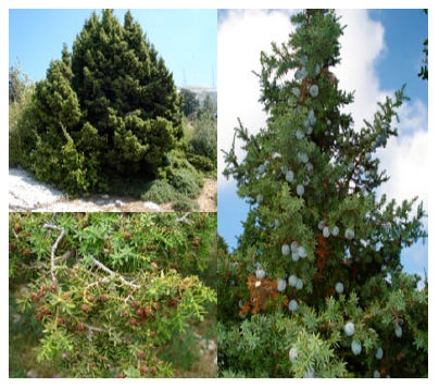 Image for - Chemical Composition of Essential Oil Extracted from Syrian Juniper Berries (Juniperus drupacea L.)